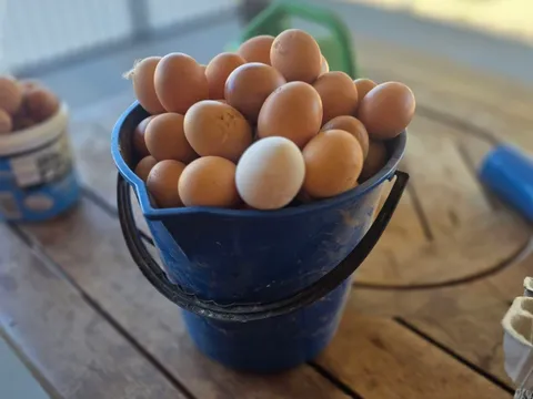 Fresh eggs from The Egg Co
