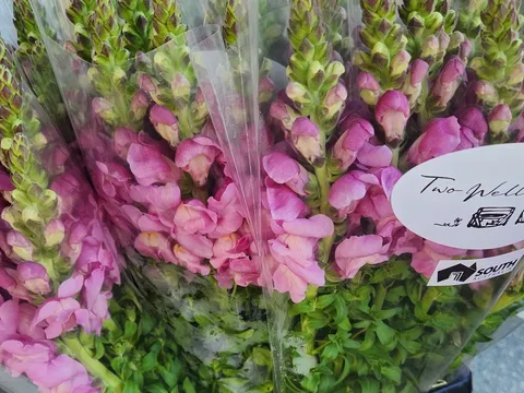 Starting from $15.00 from Two Wells Flowers