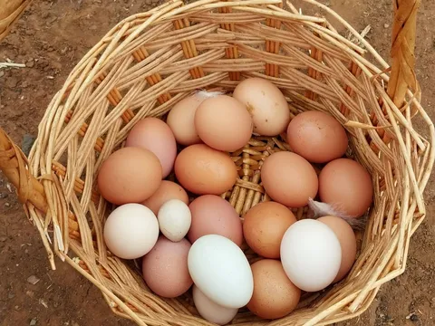 Dozen fresh farm eggs from Cartapo Creek Hobby Farm