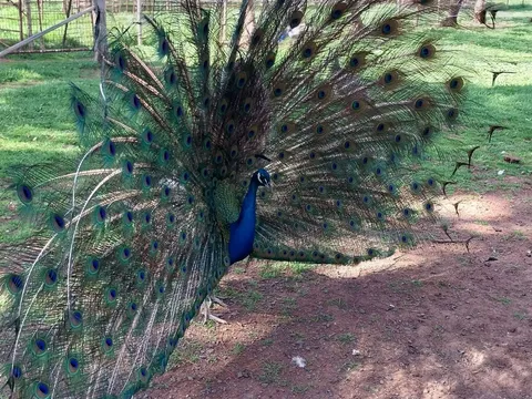 Bouquet for peacock feathers from Cartapo Creek Hobby Farm