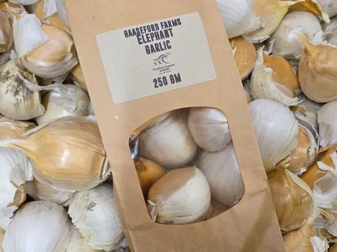 Certified Organic Elephant Garlic from Haaseford Farms Garlic
