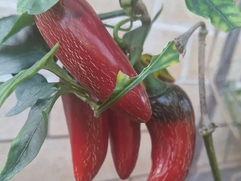 Jalepeno chili from From the garden