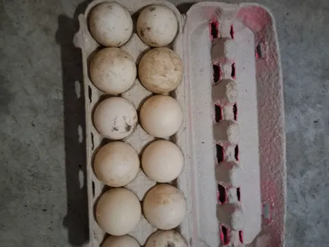Duck eggs from Sue's Eggs