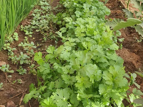 Fresh Organic fruit & vegetables from The Farm Project