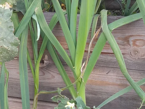 Leeks from Chateaux Hamilton Hayes