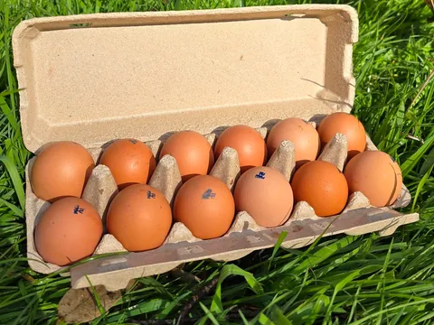 Free Range Chook Eggs from Fridge on Hicks