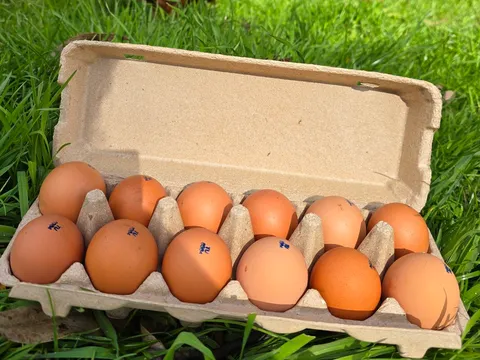 Free Range Pullet Eggs from Fridge on Hicks