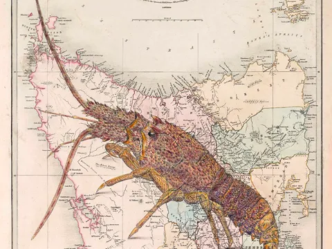 Crayfish/Southern Rock lobster from Artist Tracey Polglaze