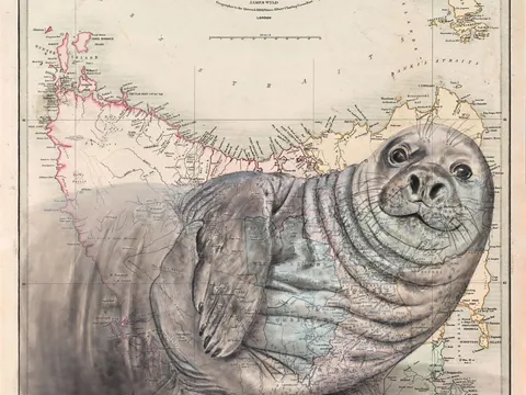 Neil the seal from Artist Tracey Polglaze