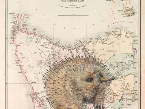 Echidna on a vintage map of Tasmania from Artist Tracey Polglaze
