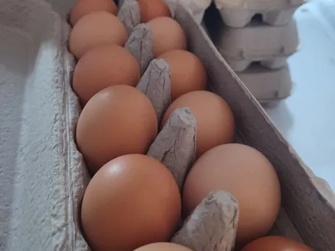 Large Eggs from First Steps Trading 