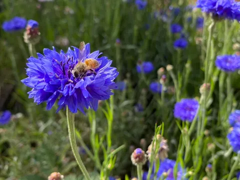 Selection of herbs, flower and vegetable seeds from Cath’s Plants and Produce