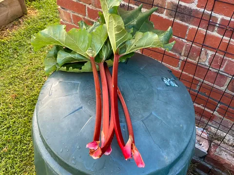 Rhubarb from Cath’s Plants and Produce