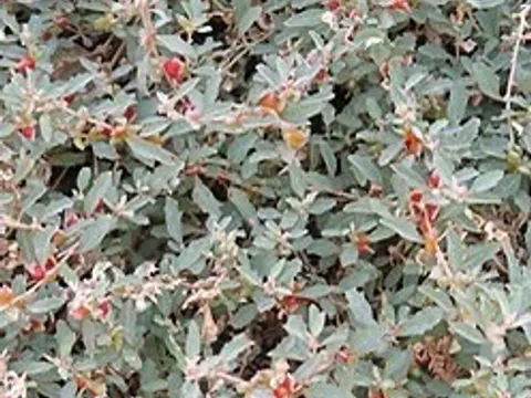 Atriplex semibaccata 140mm pot (creeping salt bush) from Van Tilburg Nursery 
