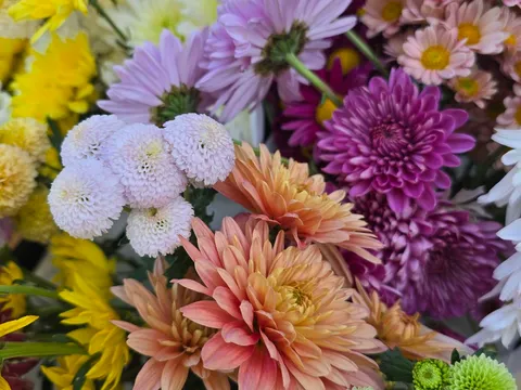 Chrysanthemum Bunches from Hillview Flowers