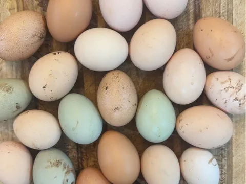 Free Range Eggs from Fair Oak Farmstead 