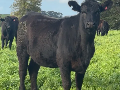 10kg Meat Packs from Fair Oak Farmstead 