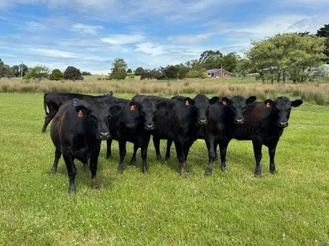 1/4 and 1/2 Black Angus sides and full beast options from Fair Oak Farmstead 