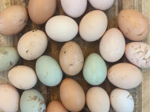 Fertilised Eggs from Fair Oak Farmstead 
