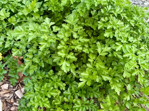 Flat Leaf Parsley from My Garden In Eden