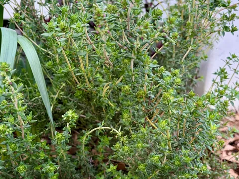 Thyme from My Garden In Eden