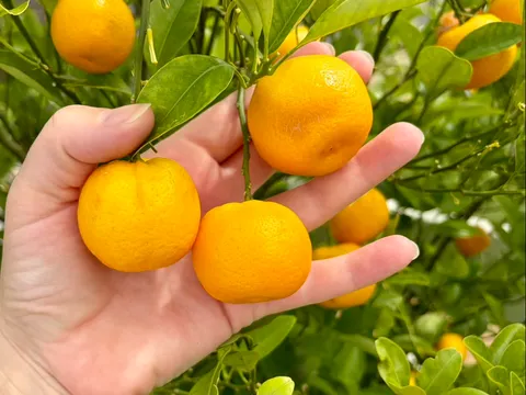 Fresh Homegrown Calamondin Cumquats from My Garden In Eden