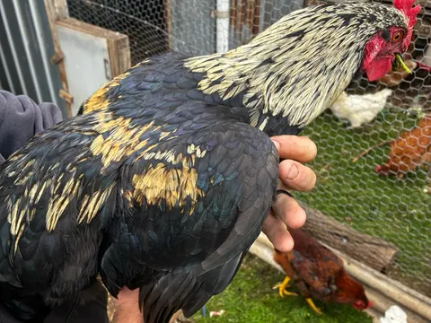 Mixed breed roosters from Couch products