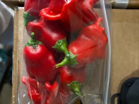 Scorpion chilli from Couch products