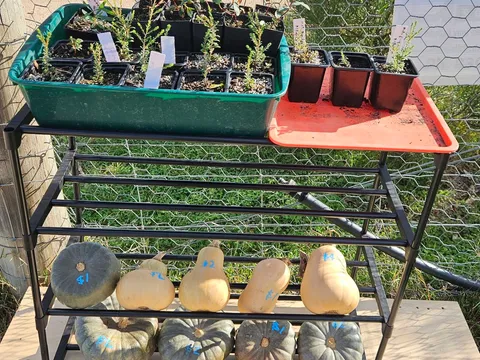 Pumpkins from Wilcamala