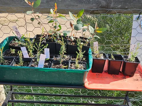 Free native plants (it won't let me put $0 as a price!) from Wilcamala