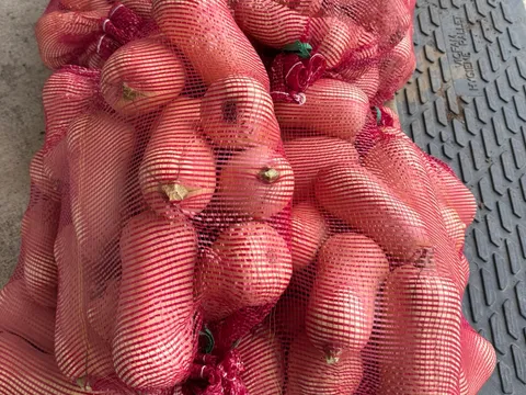 Butternut Pumpkin 5kg from Hoskin Harvest