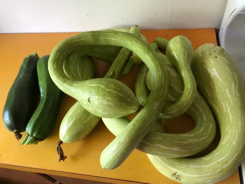 Tromboncino Zucchini from Boltham Downs
