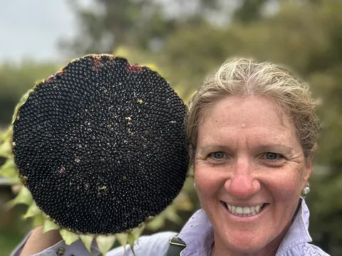 Sunflower “Giant Russian” from a stall in Abba River, WA