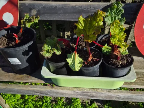 'Ruby Red' Rhubarb crowns from Pocket Money Pop Up Stall
