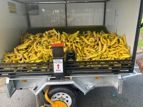 Bananas from Bananas - Old Greenbank road