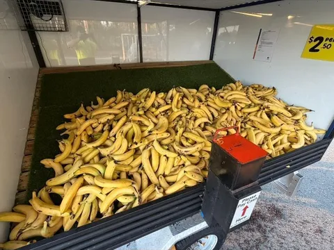 Bananas from Bananas - Waller Road BMX carpark