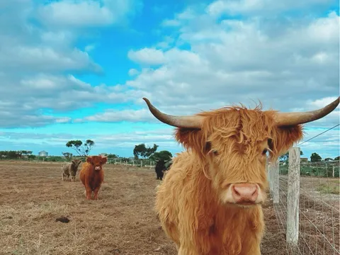 HIGHLAND COW EXPERIENCE from WINLOW FARM