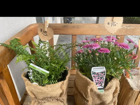 Sack Plants from Posy Patch 