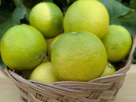 Limes from KQ PRODUCE