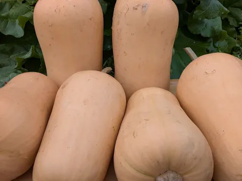 Pumpkin from KQ PRODUCE
