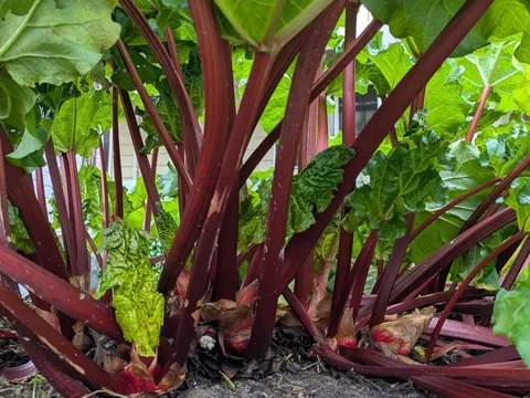 Rhubarb Ruby Red from KQ PRODUCE
