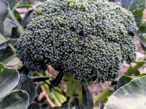 Broccoli from KQ PRODUCE
