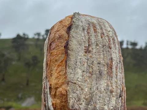 Traditional sourdough loaf from Big Sky Flower Farm