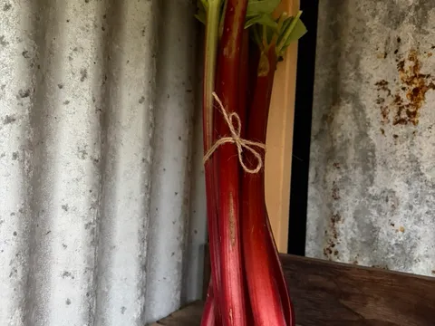 Rhubarb from Taarnuck Farm 