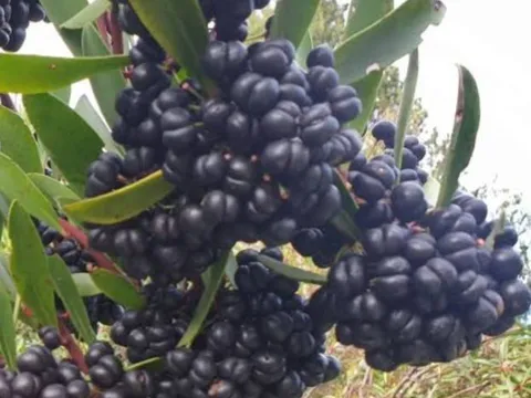 Pepperberries from Mrs & Mrs Henry