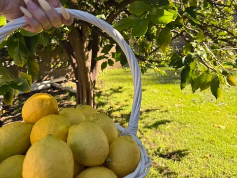 Lemons from Lemons