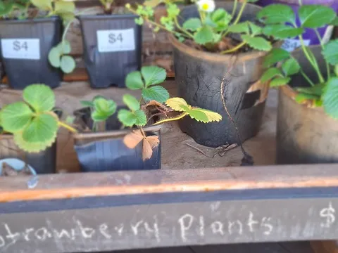 Strawberry 🍓  Plants from Tarigo Farm Stall
