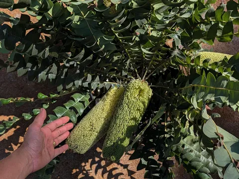 Fresh banksia flowers from Forest Farm Denmark