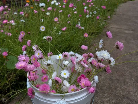Everlasting daisy bunches from Forest Farm Denmark
