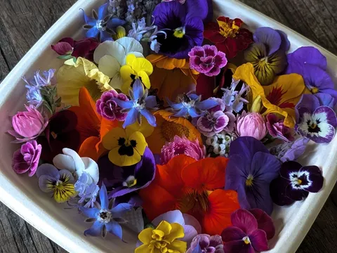 Mixed seasonal edible flower punnet from Forest Farm Denmark